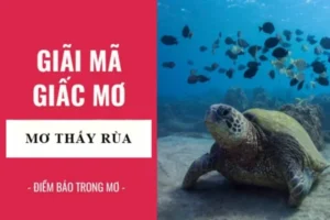 Tại sao lại nhìn thấy rùa trong giấc mơ? Mơ thấy rùa đánh đề con gì?