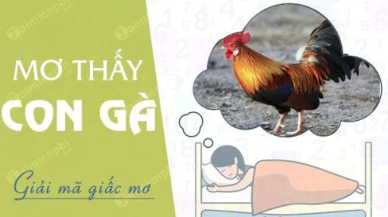 Điềm báo trong giấc mơ nhìn thấy gà là gì? mơ thấy gà đánh đề con gì?