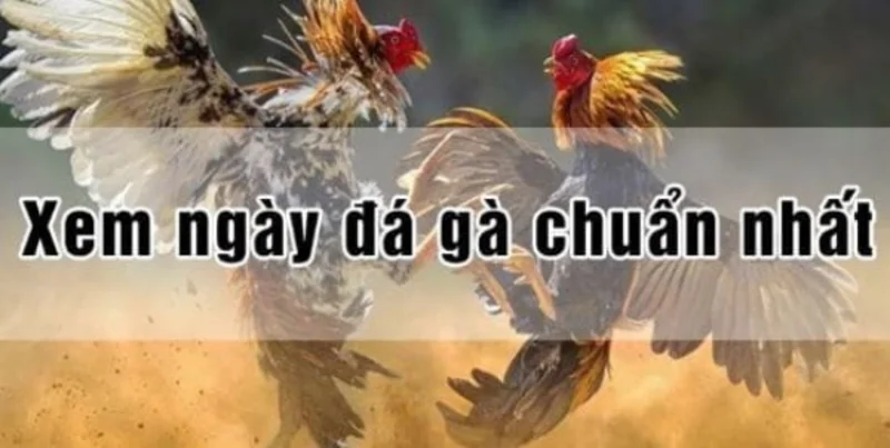 Cách xem ngày đá gà có tác dụng gì?