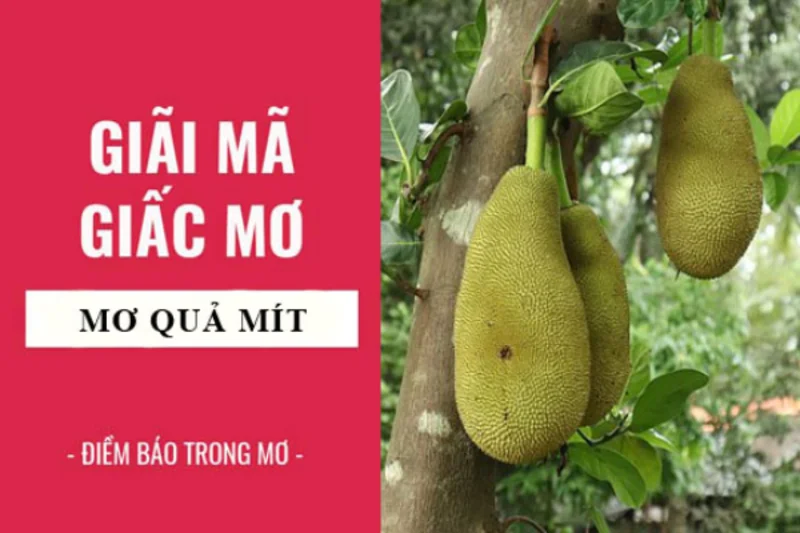 Những giấc mơ thấy quả mít mang theo điềm báo gì? Mơ thấy quả mít chín đánh đề con gì?